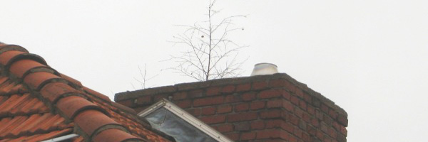 Birken wachsen auch auf Dächern