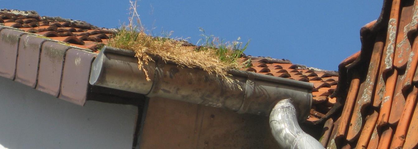 Dachbegrünung in Barsinghausen