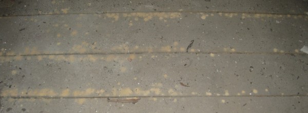 Frisches Holzmehl auf dem Dachboden ist ein Anzeichen für Schädlingsbefall